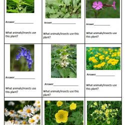 Stadt Moers Wildflower Walk On The Wild Side